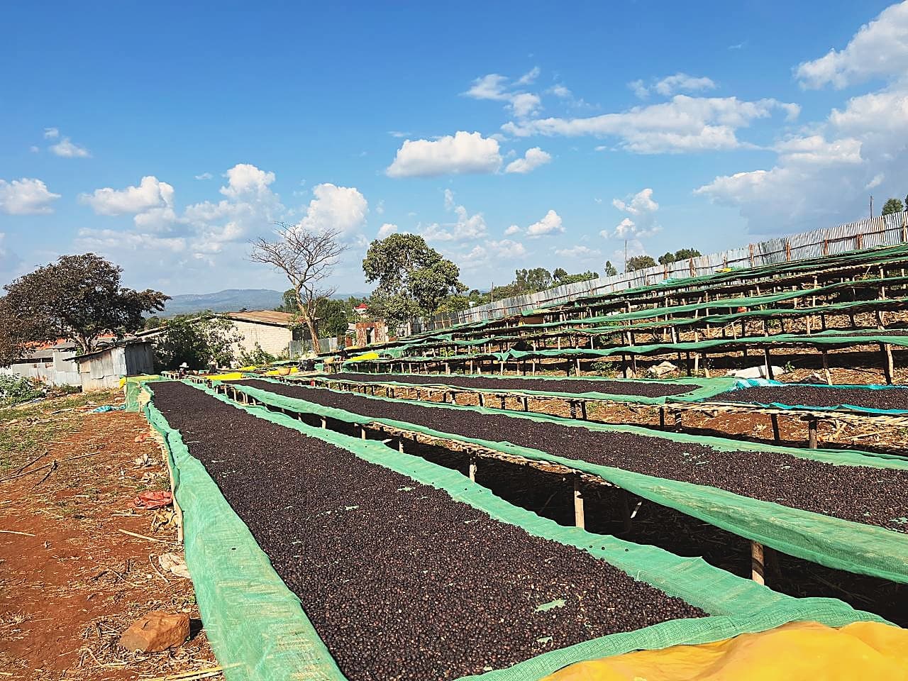 Ethiopian coffee landscape