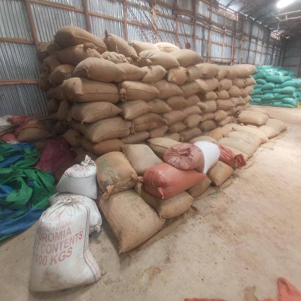 Coffee drying under the Ethiopian sun